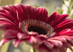 Różowa, Gerbera, Makro