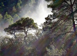 Las, Mgła, Poranek, Przebijające Światło