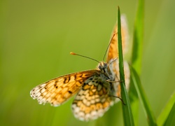 Motyl, Trawa, Zielone, Tło