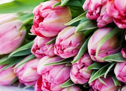 Tulipany