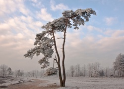 Droga, Drzewa, Śnieg