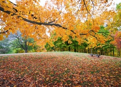 Jesień, Park, Ławeczka