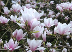 Magnolia, Różowo biała