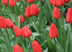Tulipany, Czerwone