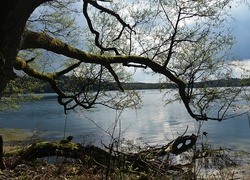 Jezioro, Dłużek, Drzewo, Wiosna