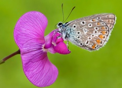 Motyl, Modraszek, Różowy, Storczyk