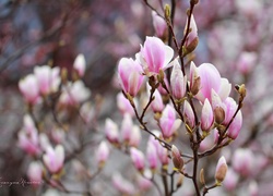 Magnolia, Różowe, Kwiaty