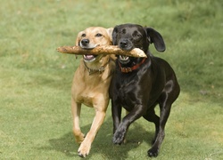 Psy, Labrador Retriever, Przyjaciele, Zabawa, Kij, Łąka