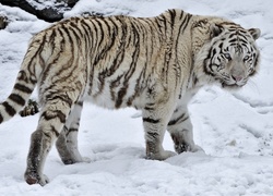 Biały, Tygrys, Zima, Śnieg