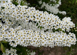 Gałązki, Krzewu, Białe, Kwiaty, Tawuła japońska