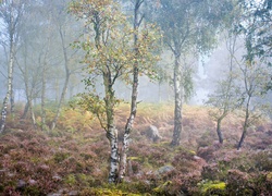 Jesień, Brzozy, Wrzosy, Mgła, Park Narodowy Peak District, Hrabstwo Derbyshire, Anglia