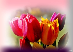 Tulipany ,Efekty Graficzne