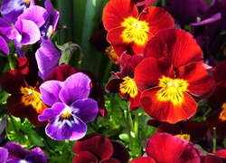 Kolorowe, Kwiatki, Bratki