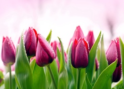 Tulipany
