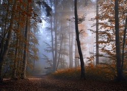 Jesień, Las, Mgła, Przebijające, Światło