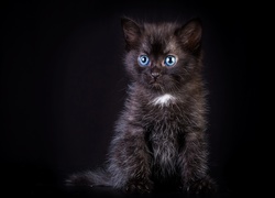 Czarny, Kot, Kotek, Niebieskie, Oczy