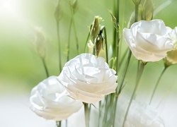 Białe, Kwiaty, Eustoma