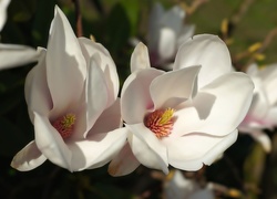 Białe, Kwiaty, Magnolia