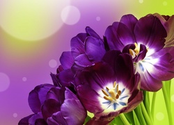 Fioletowe, Tulipany