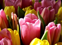 Kwiaty, Tulipany