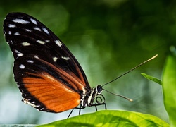 Makro, Motyl