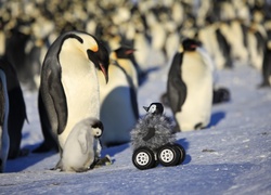Zdziwione, Pingwiny, Lód