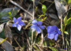 Polana, Niebieskie, Kwiaty