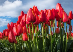 Czerwone, Tulipany