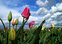 Pole, Tulipanów, Niebo, Ołoki