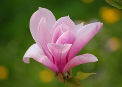 Kwiat, Magnolii