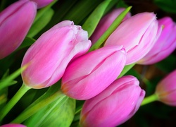Tulipany