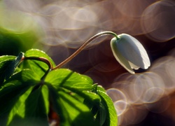 Biały Kwiat, Światło, Bokeh