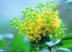 Ostrokrzew, Żółte, Kwiaty