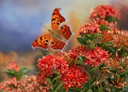 Motyl, Rusałka ceik, Różanecznik