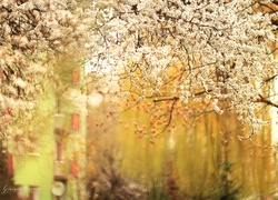 Kwitnące, Drzewa, Owocowe, Bloki