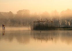 Jezioro, Mgła, Trzcina