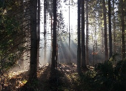 Las, Mgła, Przebijające, Światło
