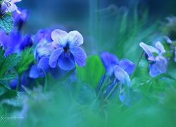 Fiołki Wonne, Niebieskie, Kwiaty
