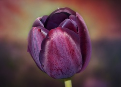 Kwiat, Kolor, Burgund, Tulipan