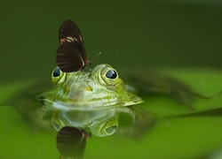 Żaba, Motyl