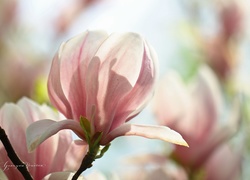 Magnolia, Różowy, Kwiat, Krzew