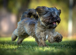 Biegnący, Pies, Shih Tzu