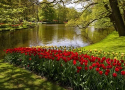 Tulipany, Rzeka, Park, Kaukenhof, W, Lisse, Wiosna, Holandia