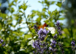 Motyl, Bielinek, Kapustnik, Kwiaty, Lawendy
