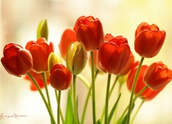 Czerwone, Tulipany, Kwiaty