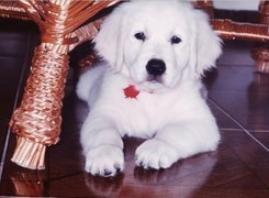 Piesek, Szczeniak, Golden retriever