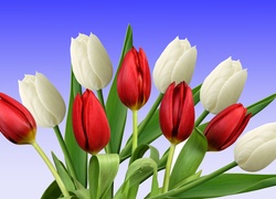 Tulipany