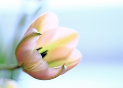 Różowy, Tulipan, Kwiat