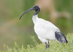 Biały, Ibis