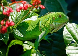 Jaszczurka, Iguana, Rośliny